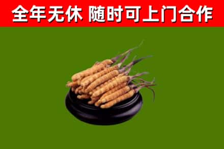 大祥回收冬虫夏草