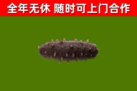 大祥回收海参干